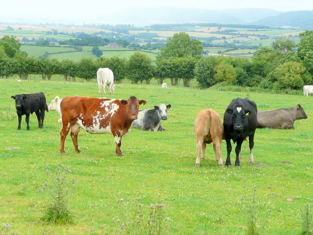 uk-cow-farm
